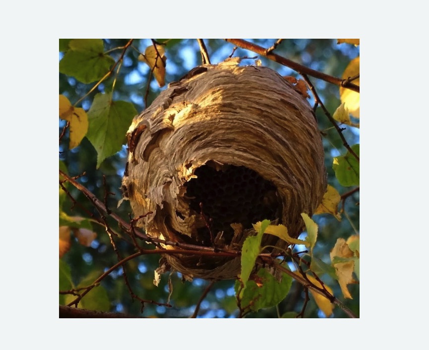 Обработка от шершней в Сальске