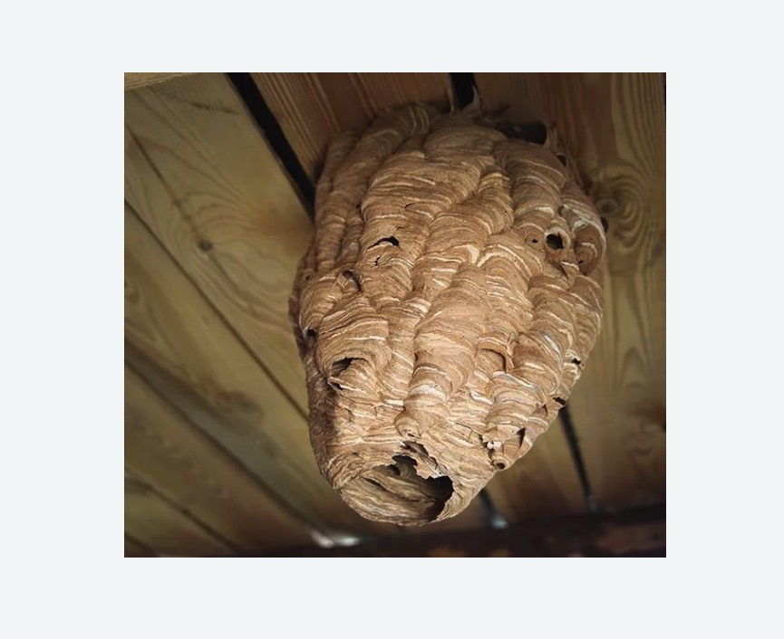 обработка от шершней в Сальске