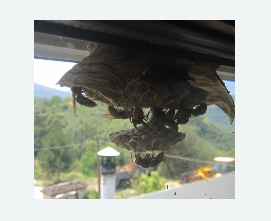 Уничтожение гнёзд шершней в Сальске