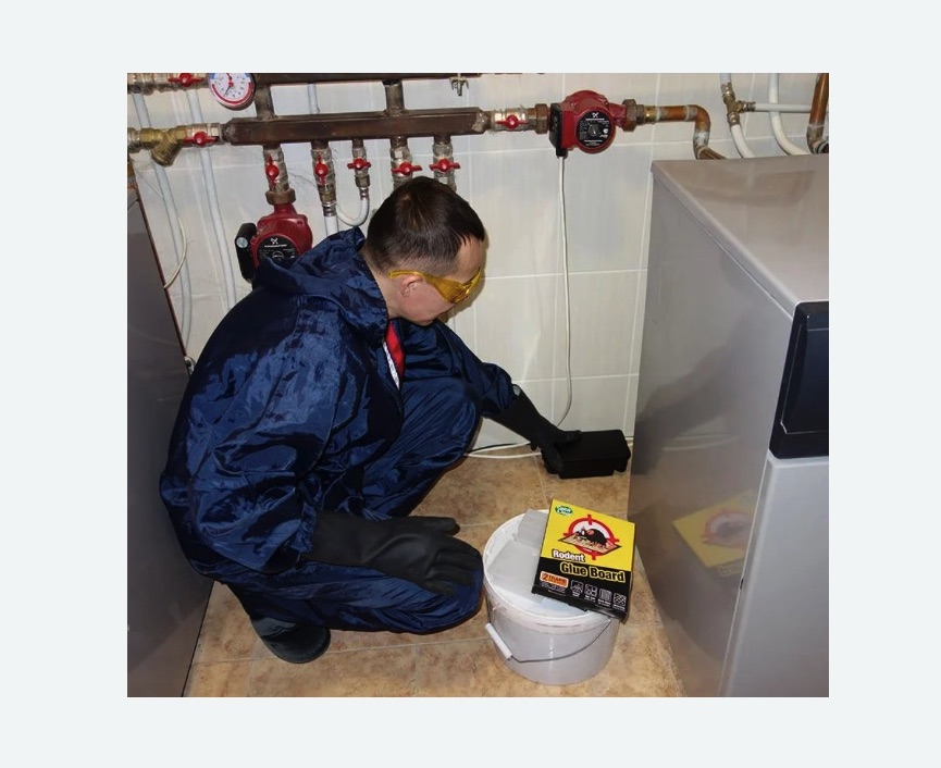 Уничтожение крыс в Сальске