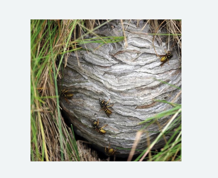 Уничтожение ос и ульев в Сальске